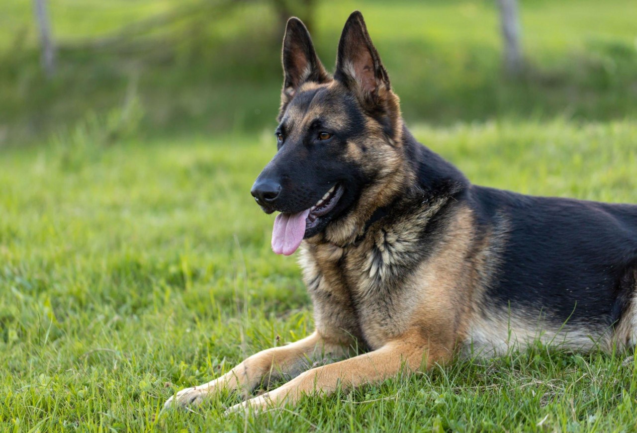 German Shepherd